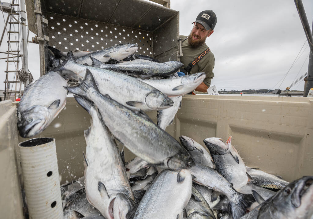Jason Spurgeon of Dandy Fish Company dumps 400 pounds of Chinook Salmon from the Neahkahnie at Lucas Wharf in Bodega Bay, July 13, 2022. (Chad Surmick / Press Democrat)