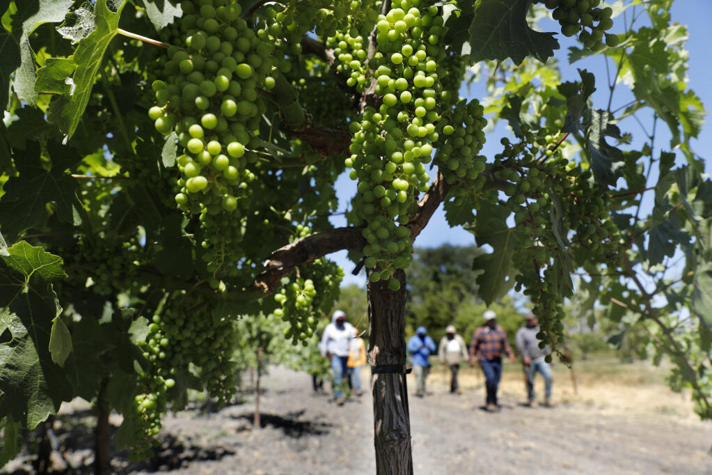 A crew of workers wrap up for the day after tending to rows of cabernet sauvignon grapes growing at Mira Winery in Napa, Monday, July 10, 2023. (Beth Schlanker / The Press Democrat)