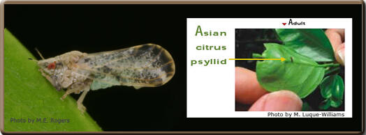 Asian citrus psyllid is an insect pest for production nurseries in California. (M.E. Rogers photo / California Department of Food and Agriculture)