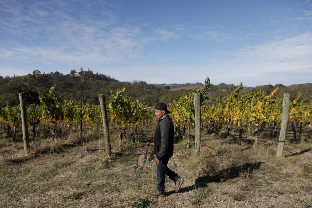 Vineyard manager Agustin Santiago walks the property at Medlock Ames Winery at Bell Mountain Ranch in Santa Rosa, Calif. on Tuesday, October 25, 2022. (Beth Schlanker/The Press Democrat)