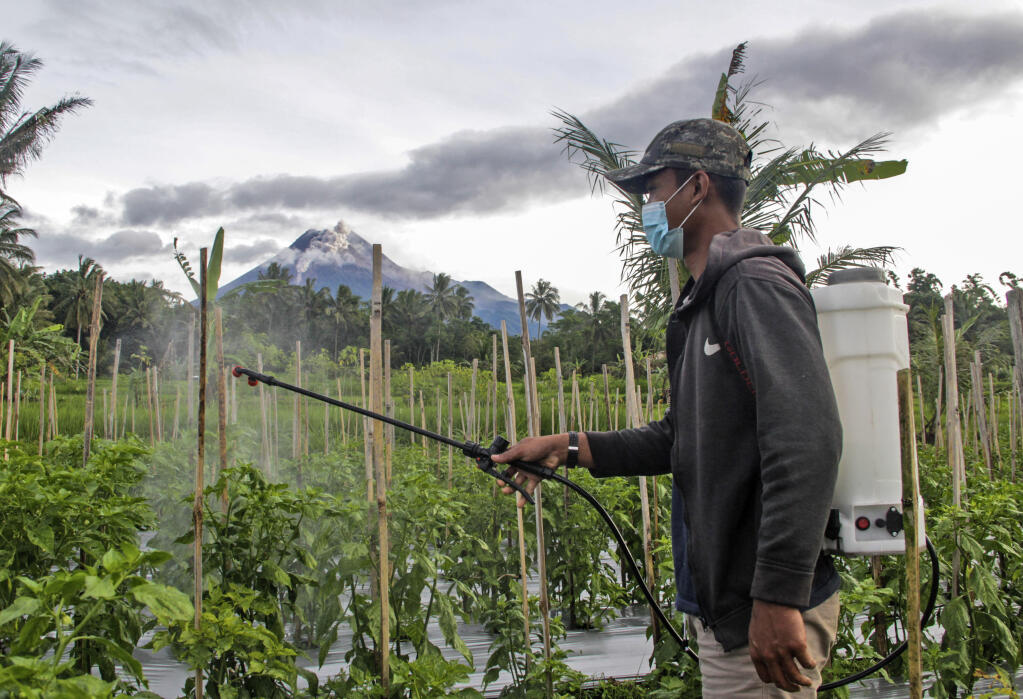 A man sprays insecticide at his crops as Mount Merapi is seen erupting int he background, in Sleman, Indonesia, Wednesday, Jan. 27, 2021. Indonesia's most active volcano erupted Wednesday with a river of lava and searing gas clouds flowing 1,500 meters (4,900 feet) down its slopes. (AP Photo/Slamet Riyadi)