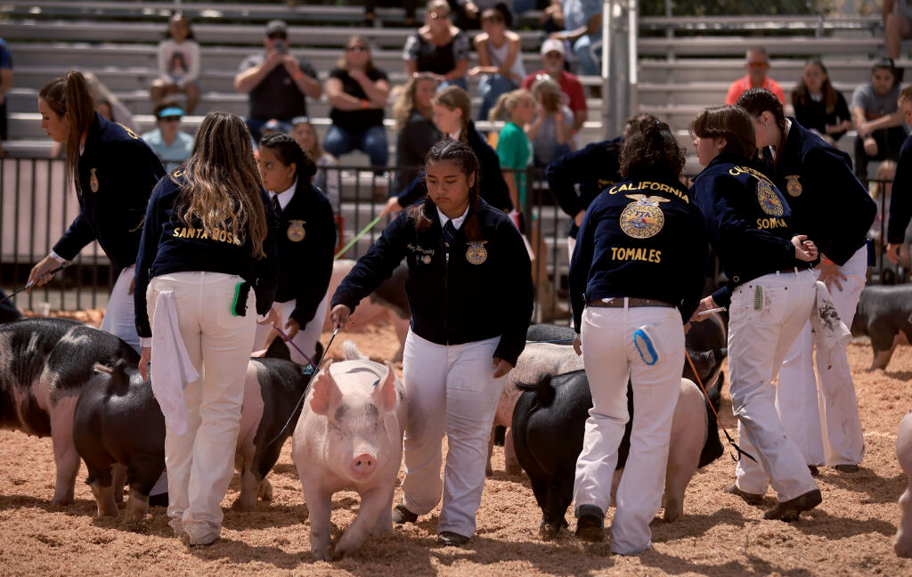 Jocy Hernandez of the Santa Rosa FFA was one of over a dozen kids in the ring during the novice market hog  showmanship, Saturday, July 21, 2021 at the Sonoma County Fair in Santa Rosa.  (Kent Porter / The Press Democrat) 2021