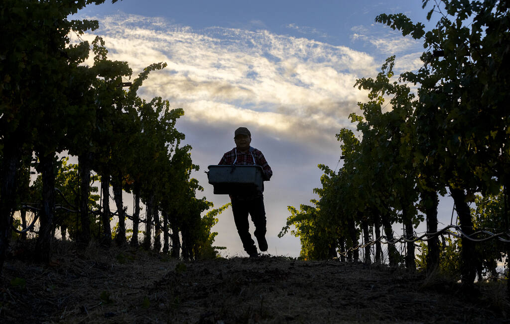 Vineyard workers pick cabernet sauvignon grapes on the hillside Battle Family Vineyards off Chalk Hill Road. at sunrise on Wednesday, Oct. 13, 2021. The grapes will go into Archimedes, a luxury label for the Francis Ford Coppola winery. (John Burgess / The Press Democrat)