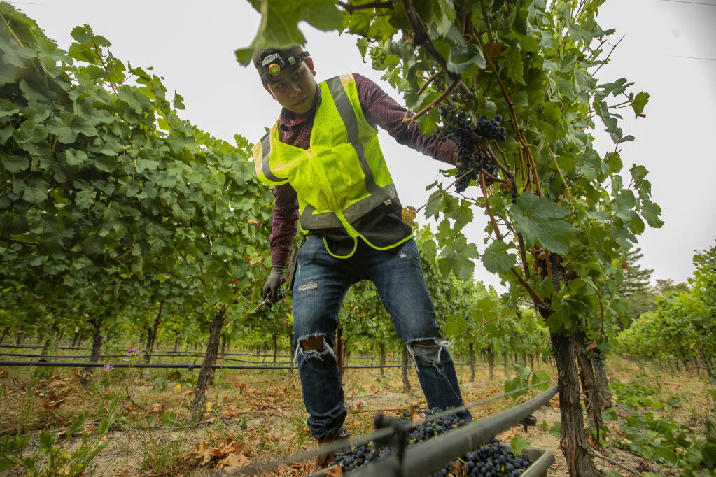 On a foggy Friday morning, vineyard workers harvest pinot noir grapes bound for the Martin Ray Winery, Friday July 29, in Sebastopol, as the 2022 grape harvest gets underway. (Chad Surmick / The Press Democrat)
