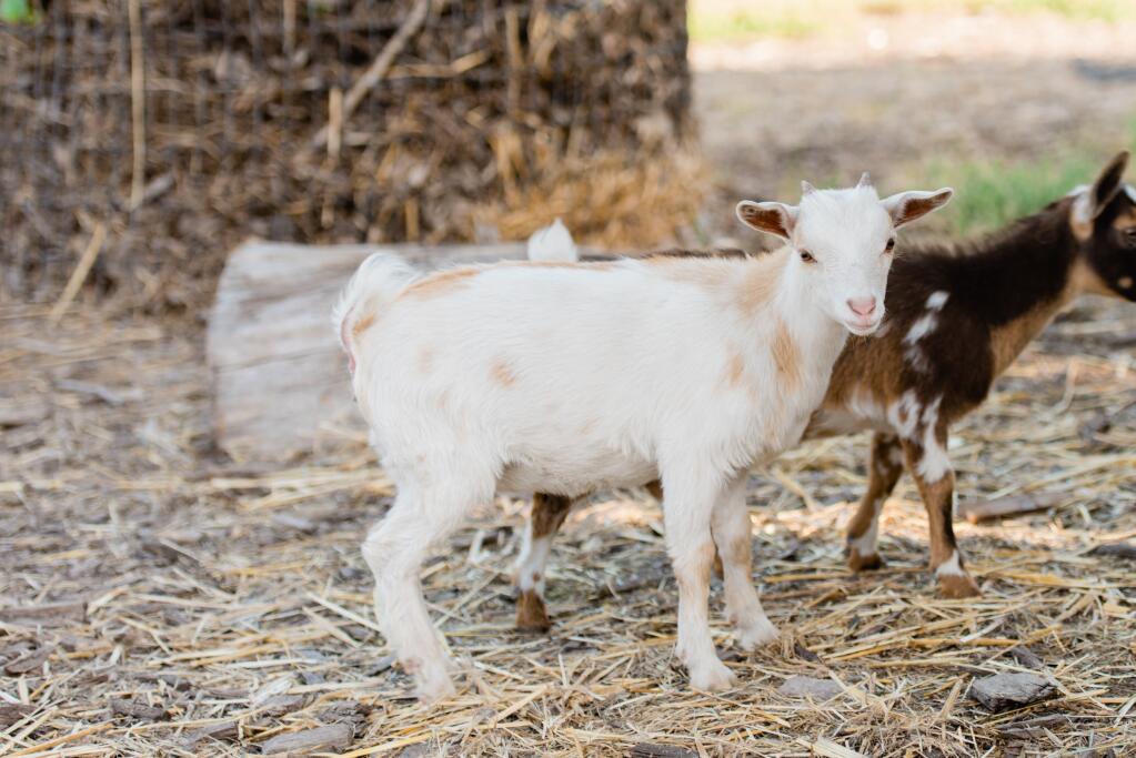 A mini Nubian goat at LOLA Sonoma Farms. (Rebecca Gosselin)