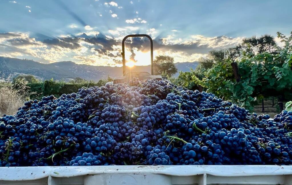 Newly picked pinot noir grapes sit in a bin at Todd Family Farms in Mendocino County’s eastern Potter Valley appellation in early September. The grapes were bound for a sparkling rose wine by Solid Ground Brewery & Winery in El Dorado County in the Sierra Foothills area of eastern California. (Solid Ground Brewing / Facebook)