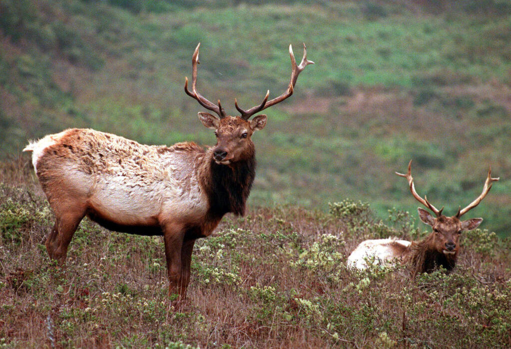 FILE - This Oct. 27, 1999 file photo shows a pair of male tule elk on Tomales Point in Point Reyes National Seashore, Calif. Dozens of tule elk at Point Reyes National Seashore died from starvation and dehydration in the last year because the animals couldn't get past a fence that the National Park Service placed to stop them from competing for forage and water with cattle, according to a lawsuit filed Tuesday, June 22, 2021, against the federal government. (AP Photo/Eric Risberg, File)
