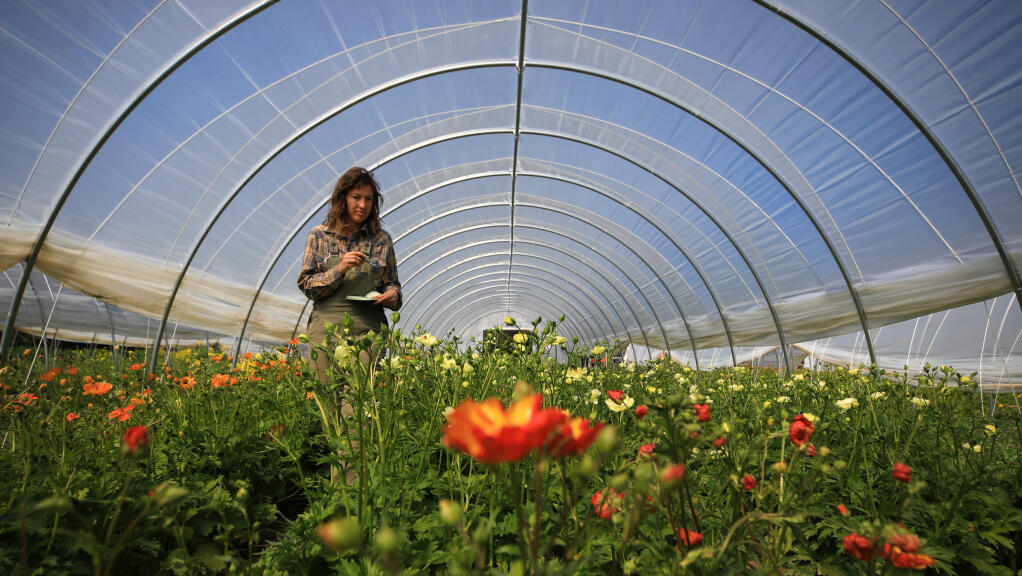 Zoe Hitchner, a general manager at Front Porch Farm in Healdsburg, counts flowers that will be ready to cut for harvest, Thursday, March 25, 2021. (Kent Porter / The Press Democrat) 2021