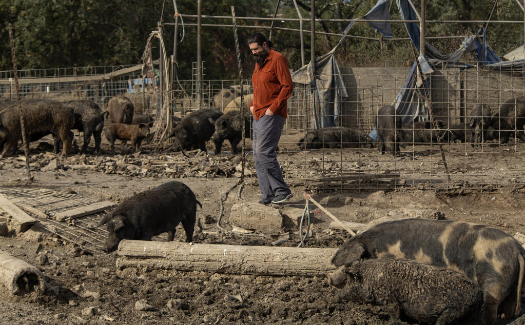Jeff Kent, is a rancher who lost his investment when the BAR-C co-op mobile processing was closed, the Windsor pig farmer had no place to take his animals for 6 months, forcing him to ask for money on GoFundMe to help pay his bills. Kent checks in on his livestock near the farm’s wallow, Thursday, Nov. 2, 2023. (Chad Surmick / The Press Democrat)