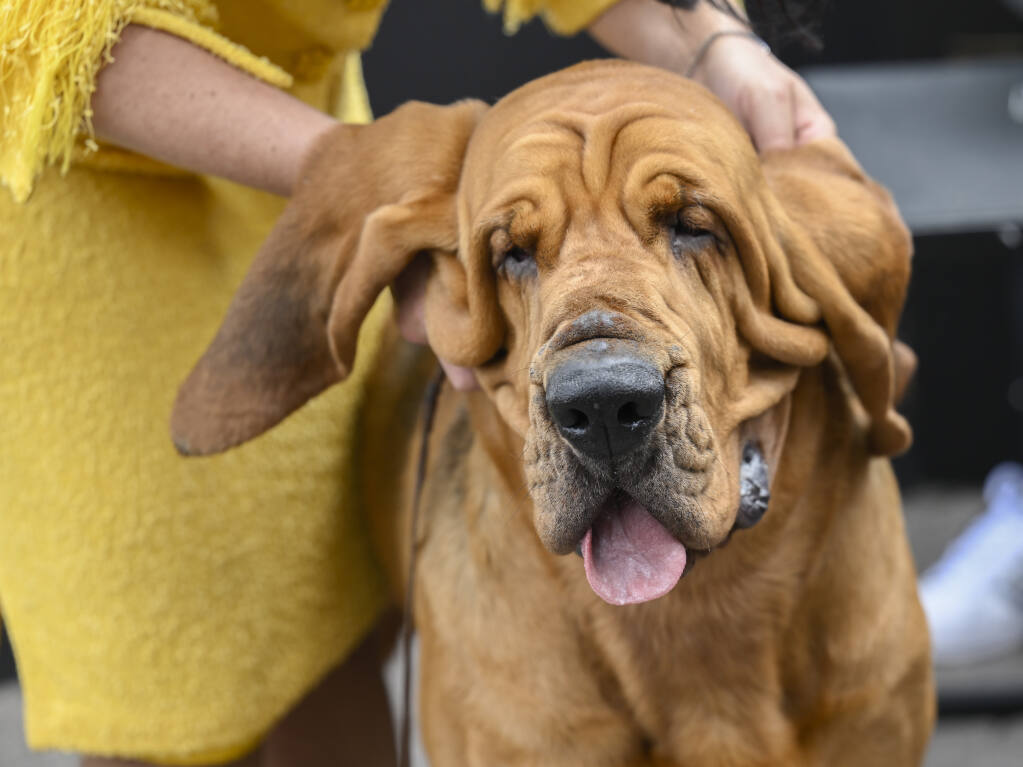 Westminster Kennel Club Best in Show winner Trumpet the Bloodhound visits the Empire State Building on Thursday, June 23, 2022, in New York. (Photo by Evan Agostini/Invision/AP)
