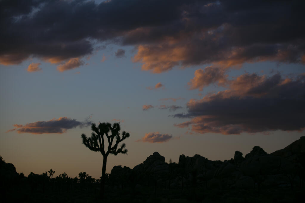 FILE - In this Tuesday, May 19, 2020 file photo a Joshua tree is silhouetted against the sky at Joshua Tree National Park in California. (AP Photo/Jae C. Hong,File)