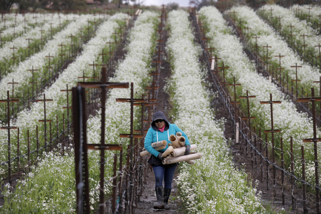 Marisela Sanchez removes grow tubes from the vineyard as she works in an all-female crew run by Redwood Empire Vineyard Management at Crazy Creek Vineyard in Healdsburg, Thursday, March 23, 2023. (Beth Schlanker / The Press Democrat)