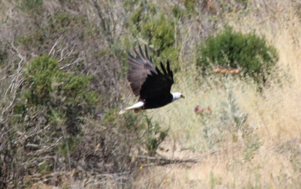 If bird watchers get lucky, they might even spot a bald eagle. (File photo)