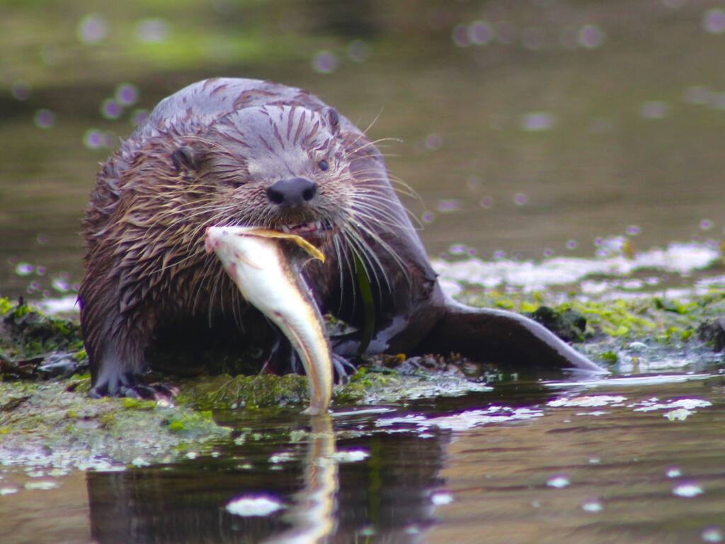 Lunchtime! North American river otter. River Otter Ecology Project  photo.