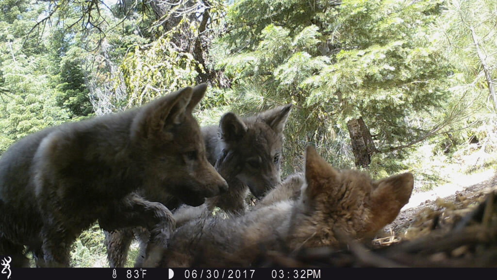 In this June 30, 2017 remote image released by the U.S. Forest Service shows a female gray wolf and her mate have produced at least three pups this year in the wilds of Lassen National Forest in Northern California.  (California Department of Fish and Wildlife via AP)