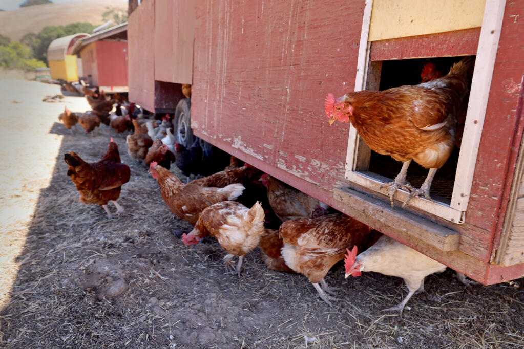 Chickens gather in the shade of the egg-mobile at Tara Firma Farms in Petaluma, Calif. on Tuesday, August 23, 2022. (Beth Schlanker/The Press Democrat)
