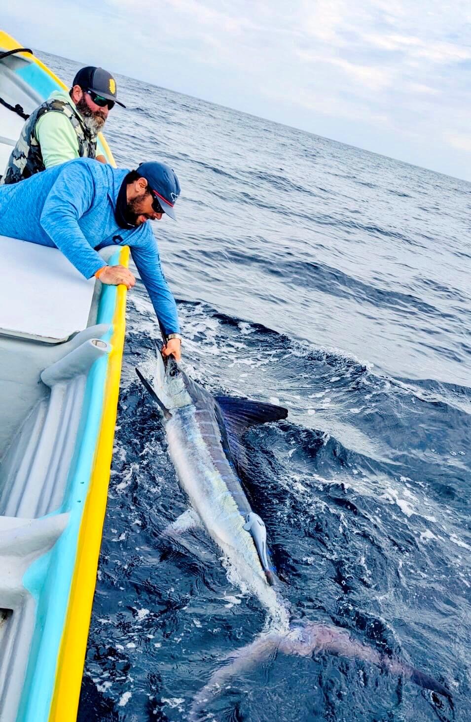 Sonoma fly-fishing guide and chef, Patrick MacKenzie, was part of the Costa Sunglasses Team that was catching and tagging striped marlin near Magdalena Bay, Mexico last month. (MacKenzie On The Fly Photo)