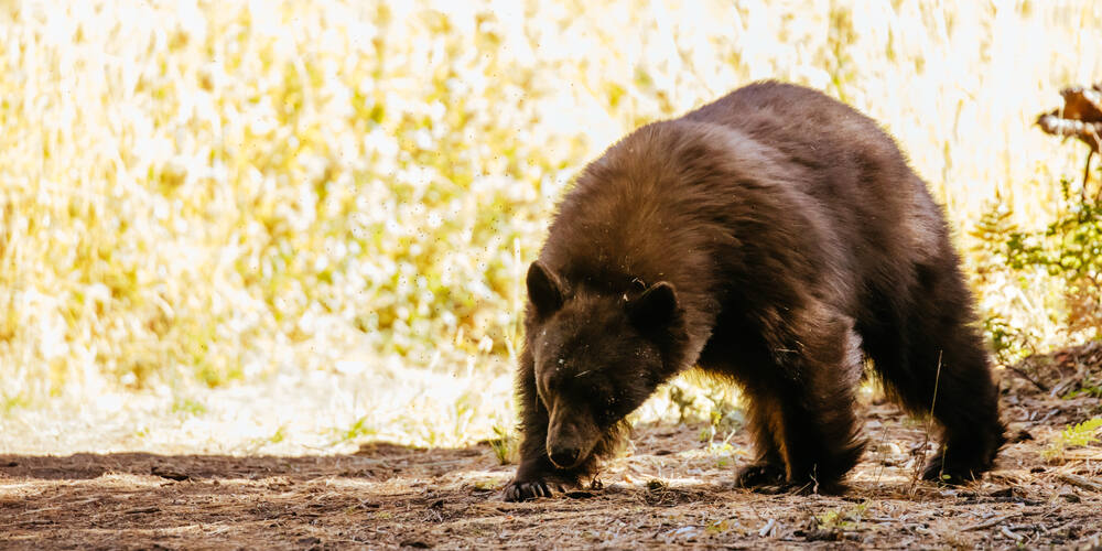 A black bear (FiledIMAGE / Shutterstock)