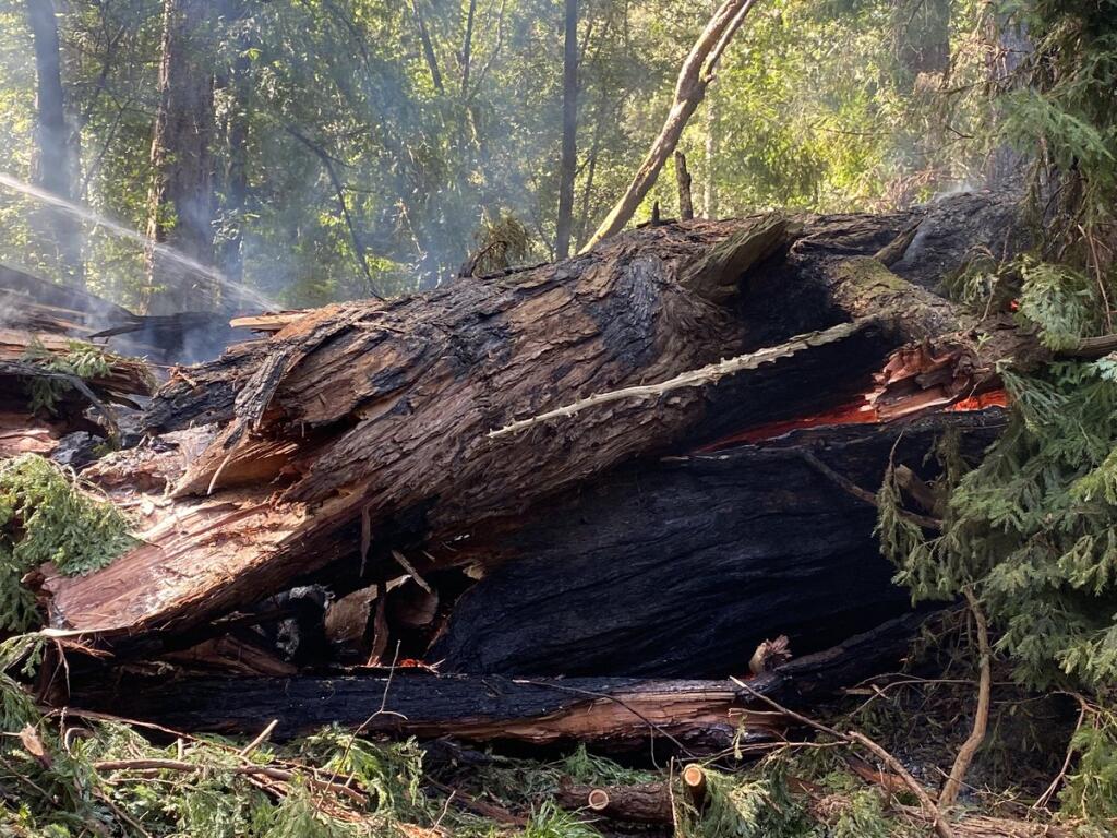 Pioneer Tree in Samuel P. Taylor State Park in Marin County was destroyed by fire, Thursday, March 24, 2022. (California State Parks)