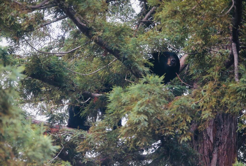A black bear climbed a tree Sunday in a residential neighborhood in Petaluma. The city’s police department urged residents to shelter in place and keep pets inside. (Beth Schlanker/The Press Democrat)
