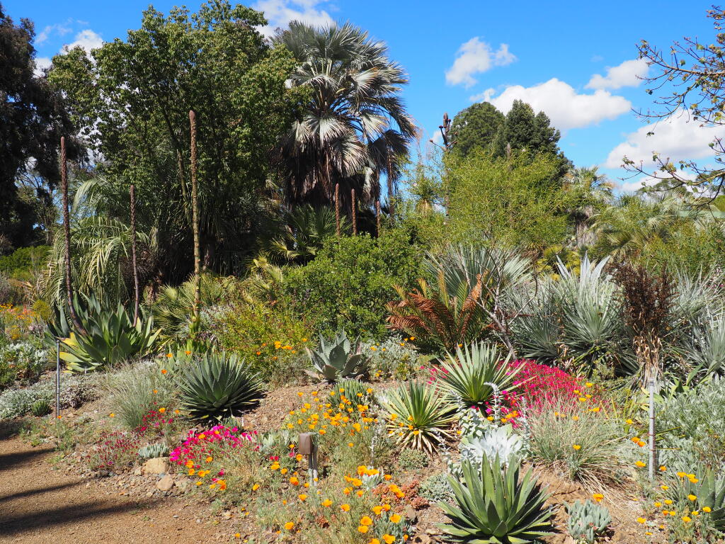The Ruth Bancroft Garden in Walnut Creek overseen by The Garden Conservancy is an oasis for succulents. (Monica Avila for The Ruth Bancroft Garden).