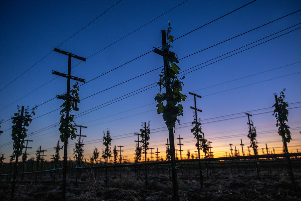 New vines begin to take shape sprouting leaves and fruit as the setting spring sun dips into the horizon in the Alexander Valley just north of Healdsburg along Anderson Valley Road April 26, 2023. (Chad Surmick / The Press Democrat)