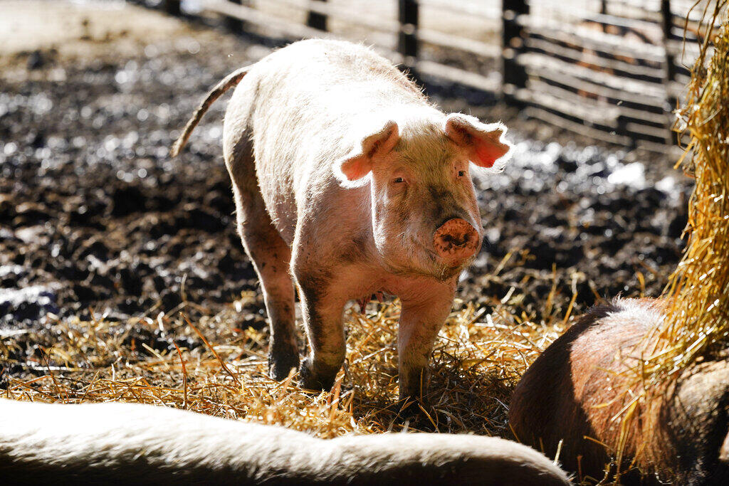 A hog walks in a holding pen on the Ron Mardesen farm, Thursday, Dec. 2, 2021, near Elliott, Iowa. A coalition of California restaurants and grocery stores has filed a lawsuit to block implementation of a farm animal welfare law, adding to uncertainty about whether bacon and other fresh pork products will be prohibitively expensive or available at all in the state when the new rules take effect on Jan. 1, 2022. Mardesen already meets the California standards for the hogs he sells to specialty meat company Niman Ranch, which supported passage of Proposition 12 and requires all of its roughly 650 hog farmers to give breeding pigs far more room than mandated by the law. (AP Photo/Charlie Neibergall)
