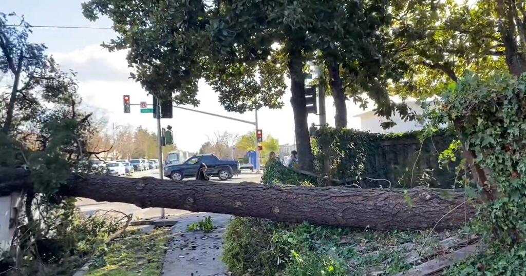 High winds knocked this tree over, Tuesday, Feb. 21, 2023, on the 1900 block of Piner Road., Santa Rosa. (Santa Rosa Fire Department / Twitter)