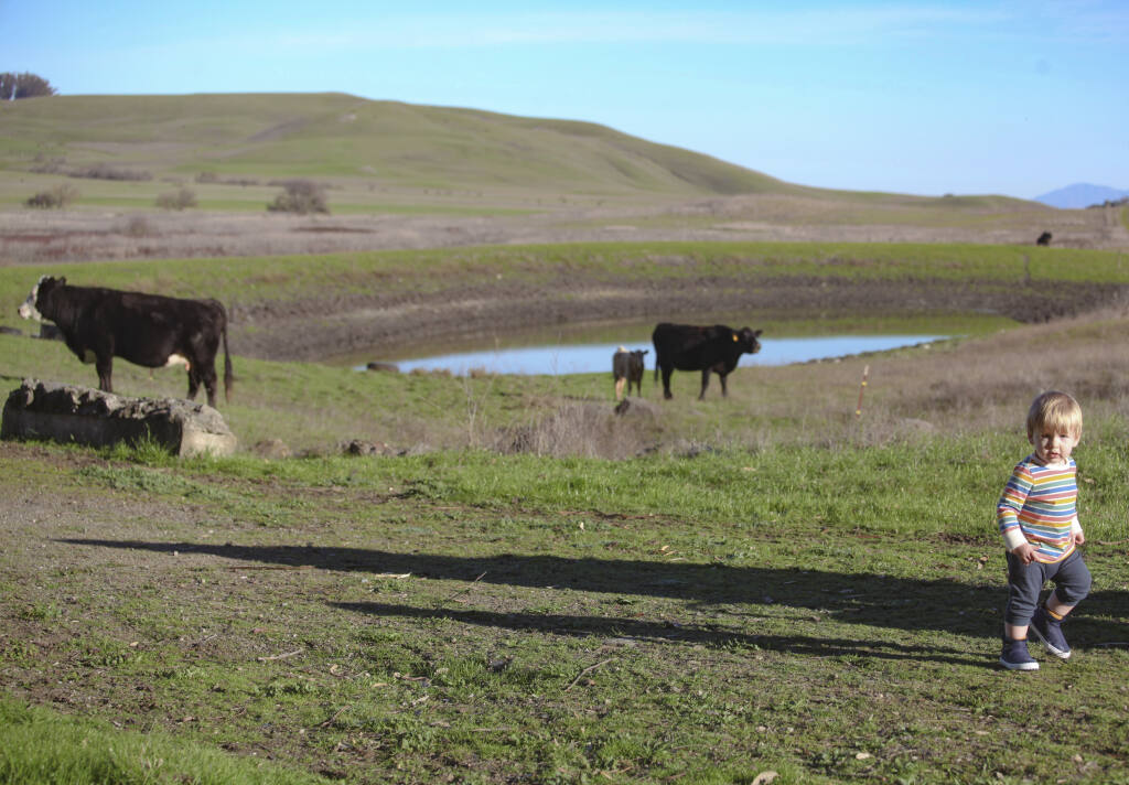 Visitors to Tolay Lake Regional Park in Petaluma share trails with the many grazing cows.(CRISSY PASCUAL/ARGUS-COURIER STAFF)