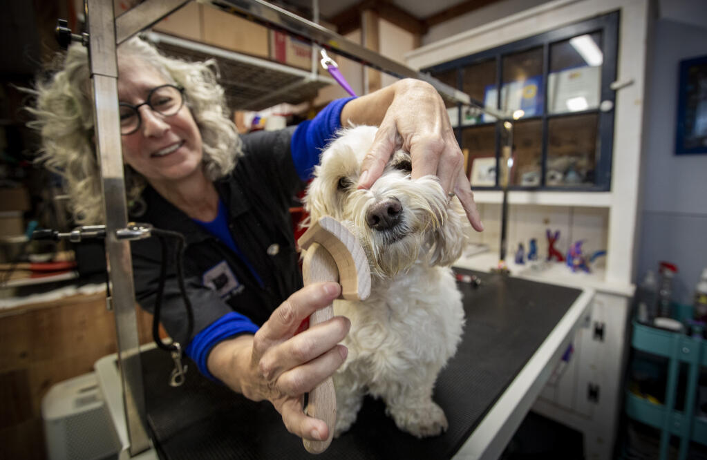 Lauren Meyers, owner of Wet Nose Style, prepares Gus, a dachshund doodle, for a trim in Sonoma on Tuesday, Nov. 1, 2022. (Robbi Pengelly/Index-Tribune)