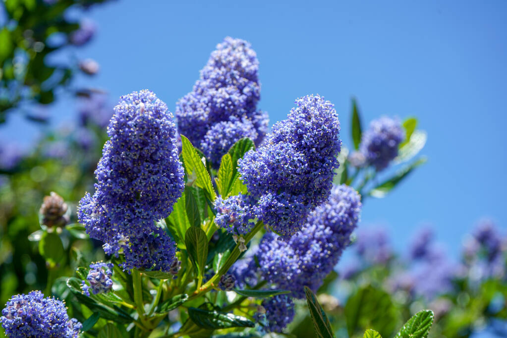 Californian Lilac is a favored habitat and landscape shrub treasured for its blue to purple blossoms and its role as a magnet for pollinating insects. (R.Moore/Shutterstock)