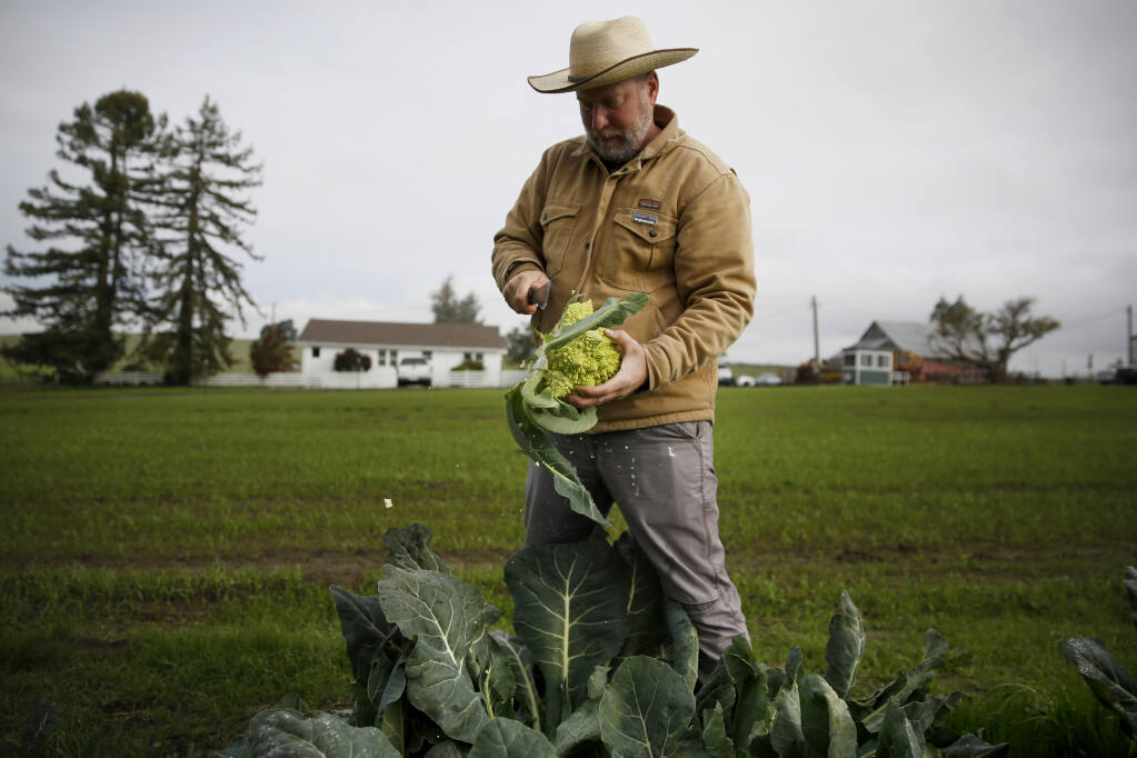 Aaron Keefer, vice president of cannabis cultivation and production, picks red cabbage and Romanesco broccoli in the vegetable garden at Sonoma Hills Farm in Petaluma, California, on Thursday, Jan. 7, 2021. (Beth Schlanker/The Press Democrat)