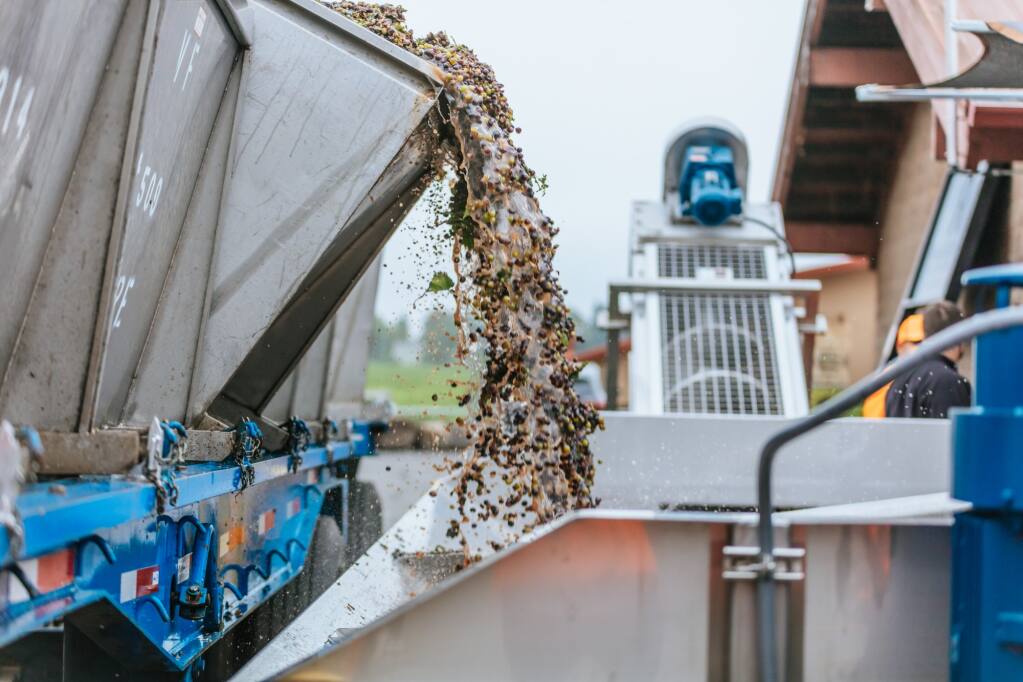 Some of the first wine grapes of the 2021 North Coast crush arrive at custom sparkling winery Rack & Riddle in Healdsburg on Tuesday, Aug. 3, 2021. (Destination Films photo)