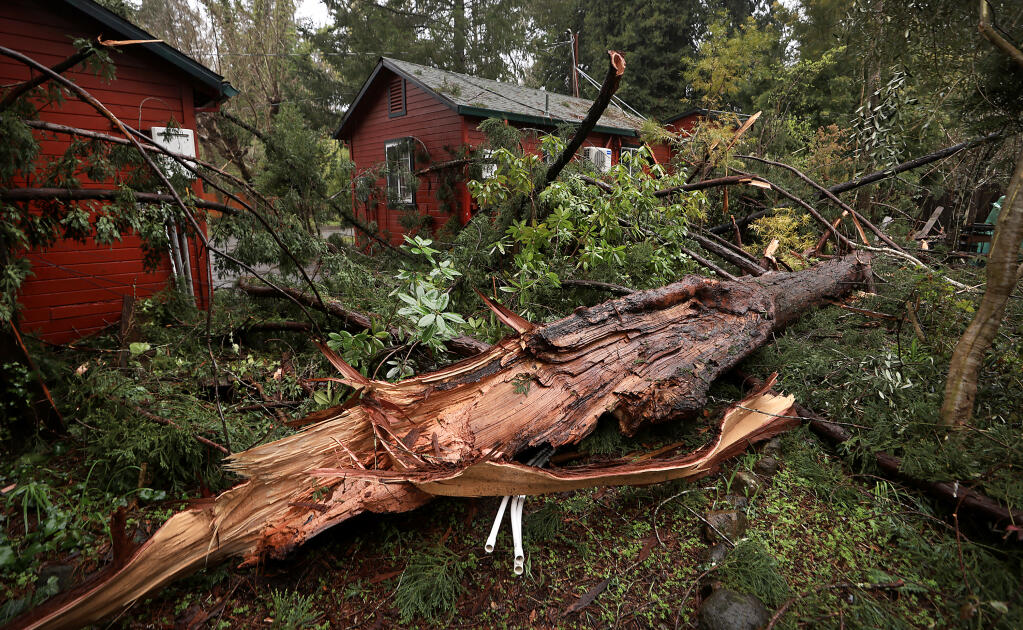 A large redwood tree just missed several homes, Tuesday, March 28, 2023, after it broke off a quarter way up on Riverlands Drive in Guerneville, knocking put power to about two dozen homes. (Kent Porter / The Press Democrat)