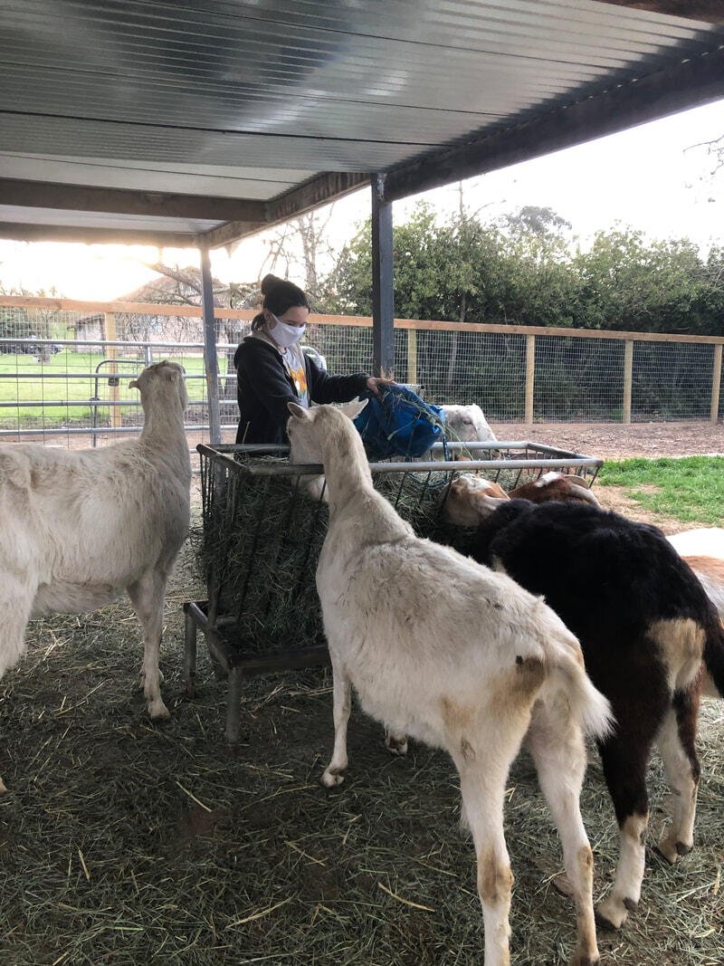 Casa Grande graduate Emma Di Coto chose for her Senior Project to volunteer at the Goatlandia Animal Rescue Sanctuary. (PHOTO FROM EMMA DI COTO’S WEBSITE)