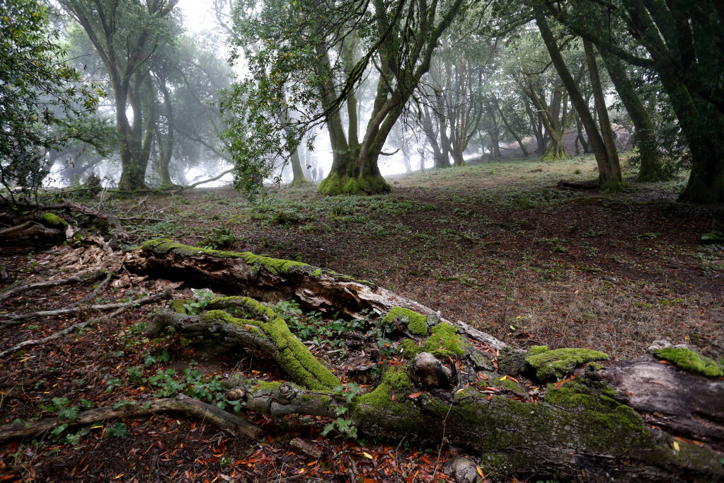 An bay and oak woodland at Wright Hill Ranch soon to be become the Wright Hill Regional Park and Open Space Preserve, located off Highway 1 a few miles south of Jenner, Calif., on Monday, Aug. 23, 2021.(Beth Schlanker/The Press Democrat)