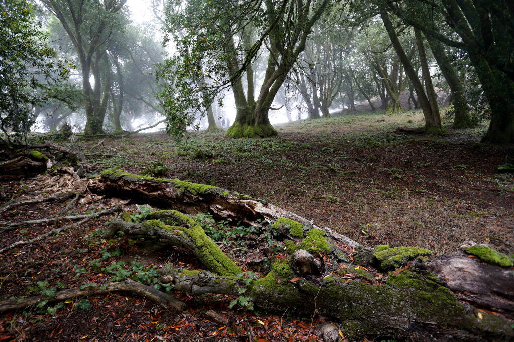 An bay and oak woodland at Wright Hill Ranch soon to be become the Wright Hill Regional Park and Open Space Preserve, located off Highway 1 a few miles south of Jenner, Calif., on Monday, Aug. 23, 2021.(Beth Schlanker/The Press Democrat)