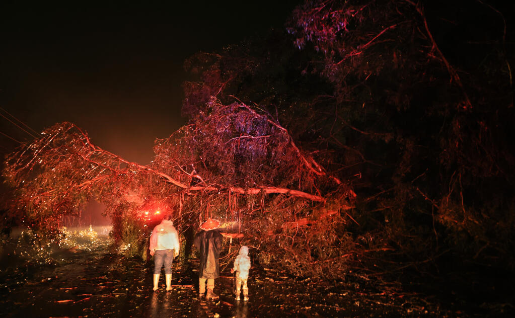 A large eucalyptus tree toppled on to River Road near Slusser Road, from the onslaught of vicious winds that plagued Sonoma County and the region, enveloping two vehicles and closing the road for several hours, Sunday, Feb. 4, 2024. (Kent Porter / The Press Democrat)