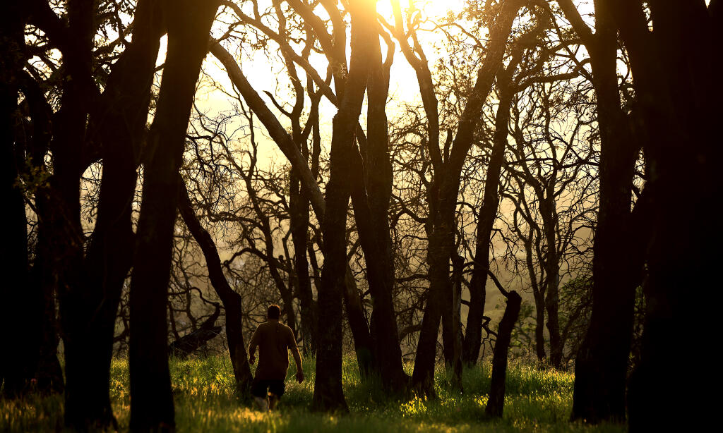 Burned oak trees from the Kincade fire stand against the sunset Thursday, April 7, 2022, along the Alta Vista trail in Foothill Regional Park in Windsor. The burned trees are a hazard during windy days, hundreds of oaks in the park are in a weakened state and have fallen. (Kent Porter / The Press Democrat)