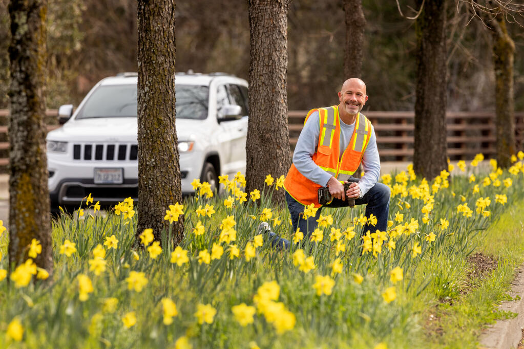 Armed with only an orange vest and a cordless drill with an auger for digging, attorney Paul Miller has planted 10,000 daffodil bulbs in medians and under freeways near his downtown Santa Rosa office. The bulbs are just beginning to bloom along the median strip on Brookwood Avenue near the police station, Monday, Feb. 12, 2024. (John Burgess / The Press Democrat)