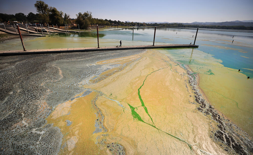 Salvador Silva of Clearlake checks out the toxic algae stew that has formed around Redbud Park in Clearlake, and the rest of the lower arm of Clear Lake,  Thursday, Sept.16, 2021.  (Kent Porter / The Press Democrat) 2021