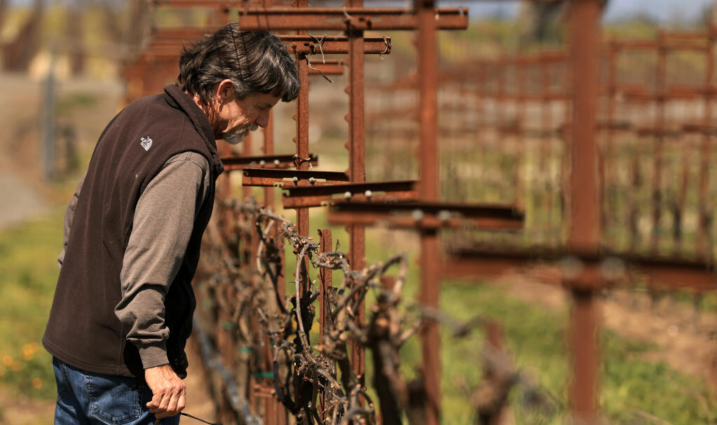 Balletto Vineyards viticulturist Bill Francis inspects the even growth of bud break off Guerneville Road, Thursday, March 16, 2023 in Santa Rosa. (Kent Porter / The Press Democrat file)