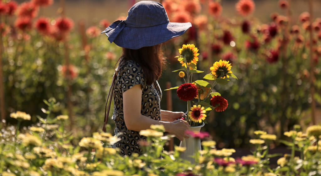 Saori Koike of San Francisco puts together an arrangement at Poppies and Petals, a U-pick flower farm on Sanford Road, on Sunday, Sept. 5, 2021. (Kent Porter / The Press Democrat) 2021