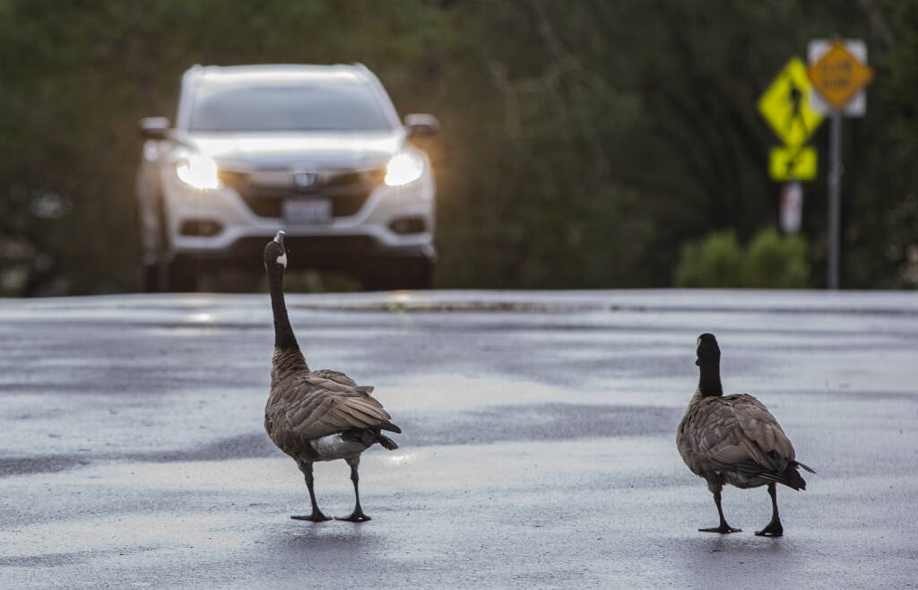 Canada geese cross a rain soaked road as drivers have lights on for safety while heading into the parking lot of Howarth Park in Santa Rosa, Monday, Aug. 1, 2022. (Chad Surmick / Press Democrat)