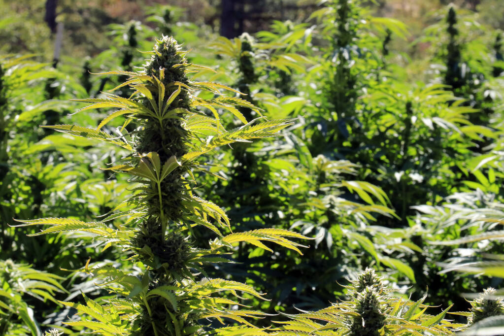 Outdoor cannabis grow in the Mayacamas Mountains, Sonoma County,  Sept. 22, 2021. (Christian Kallen / Sonoma Index-Tribune)