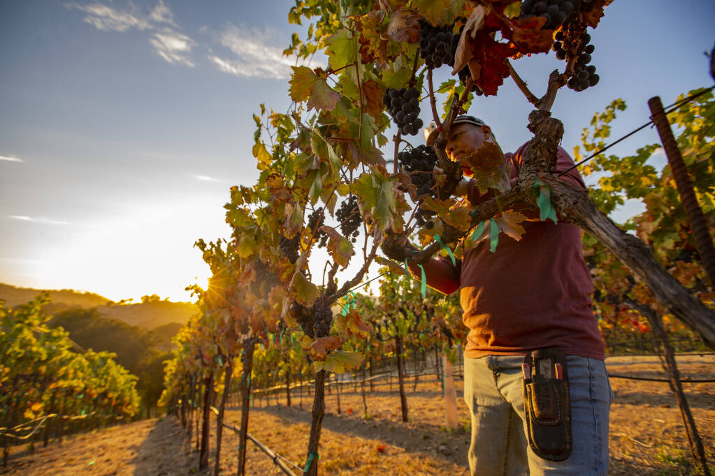 Zinfandel grapes are harvested on the hill at Bastoni Ranch along Reibli Road in Santa Rosa September 12, 2022. (Chad Surmick / The Press Democrat)