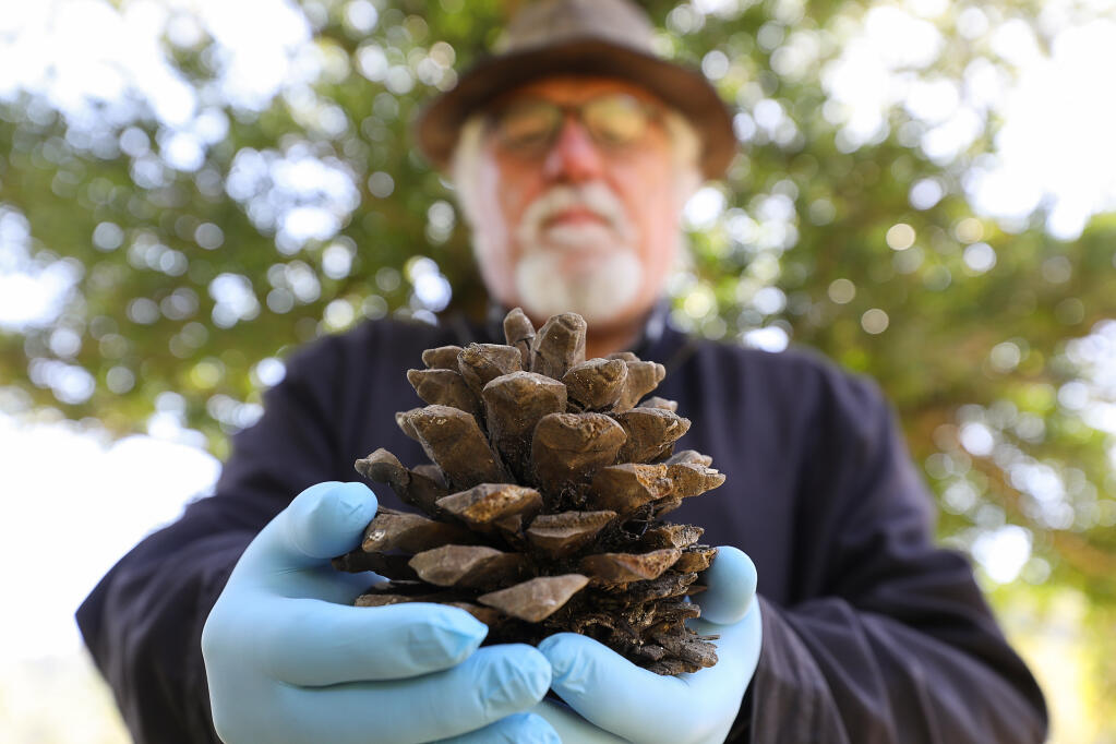 Archaeologist Breck Parkman holds a Monterey pine cone that he collected along upper Sonoma Creek in Sugarloaf Ridge State Park, near Kenwood.  Soil surrounding the pine cone has been dated from 18,000 to 27,000 years ago.(Christopher Chung/ The Press Democrat)