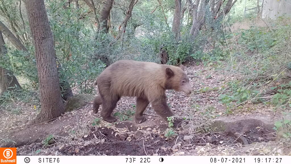 A black bear is caught on one of Audubon Canyon Ranch’s motion sensor cameras in Napa on Aug. 7, 2021. (Audubon Canyon Ranch)