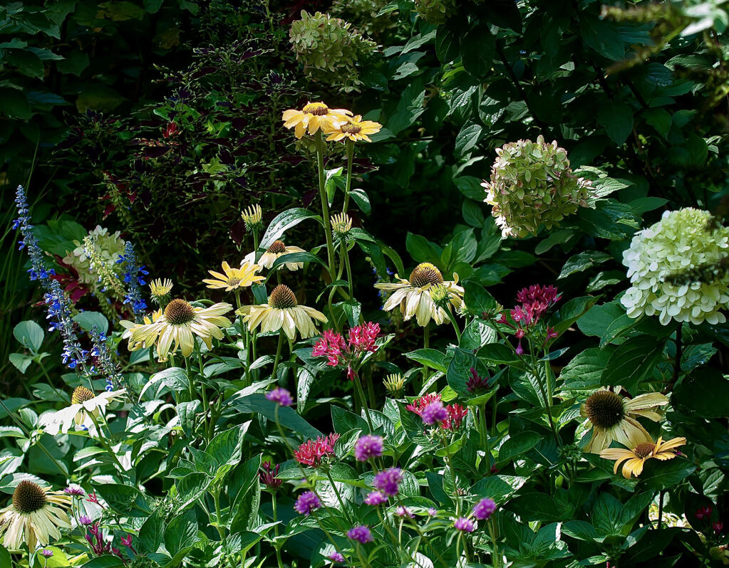 This corner of the bed was showing out in September with Limelight Prime hydrangea, Color Coded One in a Melon coneflower, Sunstar Red Pentas, Truffula Pink gomphrena and Rockin Playin the Blues salvia. (Norman Winter/TNS)