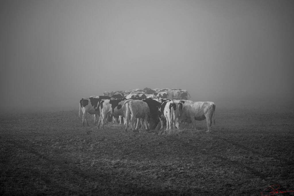 Photo of cows feeding in the early morning on a foggy day. (Robert Watson)
